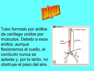 Tubo formado por anillos
de cartílago unidos por
músculos. Debido a esos
anillos, aunque
flexionemos el cuello, el
conducto nunca se
aplasta y, por lo tanto, no
obstruye el paso del aire.
 