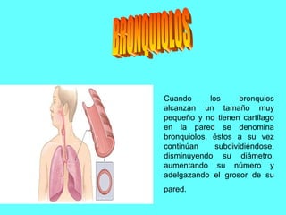 Cuando los bronquios
alcanzan un tamaño muy
pequeño y no tienen cartílago
en la pared se denomina
bronquiolos, éstos a su vez
continúan subdividiéndose,
disminuyendo su diámetro,
aumentando su número y
adelgazando el grosor de su
pared.
 