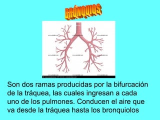 Son dos ramas producidas por la bifurcación
de la tráquea, las cuales ingresan a cada
uno de los pulmones. Conducen el aire que
va desde la tráquea hasta los bronquiolos
 