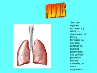 Son dos
órganos
esponjosos y
elásticos
ubicados en el
tórax y
formados por
una gran
cantidad de
alvéolos
pulmonares
que parecen
pequeñas
bolsitas
rodeadas por
vasos
sanguíneos.
 