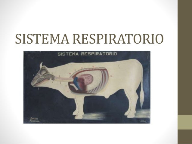 Sistema respiratorio