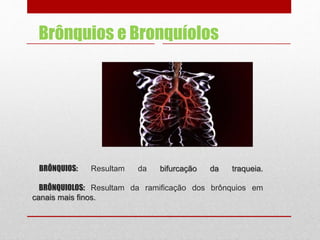 BRÔNQUIOS: Resultam da bifurcação da traqueia.
BRÔNQUIOLOS: Resultam da ramificação dos brônquios em
canais mais finos.
Brônquios e Bronquíolos