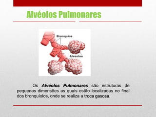 Os Alvéolos Pulmonares são estruturas de
pequenas dimensões as quais estão localizadas no final
dos bronquíolos, onde se realiza a troca gasosa.
Alvéolos Pulmonares