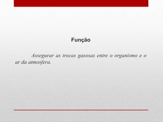 Função
Assegurar as trocas gasosas entre o organismo e o
ar da atmosfera.