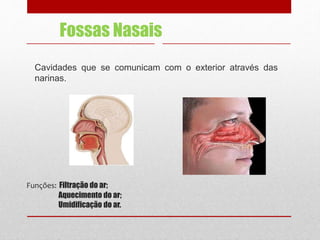 Funções: Filtração do ar;
Aquecimento do ar;
Umidificação do ar.
Cavidades que se comunicam com o exterior através das
narinas.
Fossas Nasais