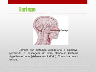 Comum aos sistemas respiratório e digestivo,
permitindo a passagem do bolo alimentar (sistema
digestivo) e do ar (sistema respiratório). Comunica com a
laringe.
Faringe