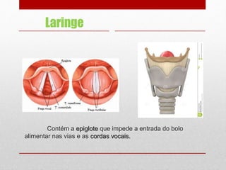 Contém a epiglote que impede a entrada do bolo
alimentar nas vias e as cordas vocais.
Laringe