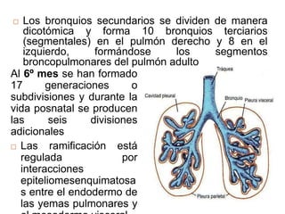  Los bronquios secundarios se dividen de manera
dicotómica y forma 10 bronquios terciarios
(segmentales) en el pulmón derecho y 8 en el
izquierdo, formándose los segmentos
broncopulmonares del pulmón adulto
Al 6º mes se han formado
17 generaciones o
subdivisiones y durante la
vida posnatal se producen
las seis divisiones
adicionales
 Las ramificación está
regulada por
interacciones
epiteliomesenquimatosa
s entre el endodermo de
las yemas pulmonares y
 