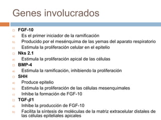 Genes involucrados
 FGF-10
a) Es el primer iniciador de la ramificación
b) Producido por el mesénquima de las yemas del aparato respiratorio
c) Estimula la proliferación celular en el epitelio
 Nks 2.1
a) Estimula la proliferación apical de las células
 BMP-4
a) Estimula la ramificación, inhibiendo la proliferación
 SHH
a) Produce epitelio
b) Estimula la proliferación de las células mesenquimales
c) Inhibe la formación de FGF-10
 TGF-𝜷1
a) Inhibe la producción de FGF-10
b) Facilita la síntesis de moléculas de la matriz extracelular distales de
las células epiteliales apicales
 
