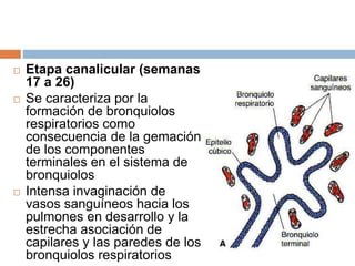  Etapa canalicular (semanas
17 a 26)
 Se caracteriza por la
formación de bronquiolos
respiratorios como
consecuencia de la gemación
de los componentes
terminales en el sistema de
bronquiolos
 Intensa invaginación de
vasos sanguíneos hacia los
pulmones en desarrollo y la
estrecha asociación de
capilares y las paredes de los
bronquiolos respiratorios
 