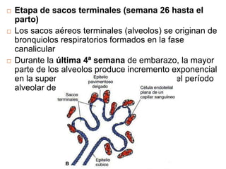  Etapa de sacos terminales (semana 26 hasta el
parto)
 Los sacos aéreos terminales (alveolos) se originan de
bronquiolos respiratorios formados en la fase
canalicular
 Durante la última 4ª semana de embarazo, la mayor
parte de los alveolos produce incremento exponencial
en la superficie respiratoria del pulmón, es el período
alveolar del desarrollo pulmonar
 