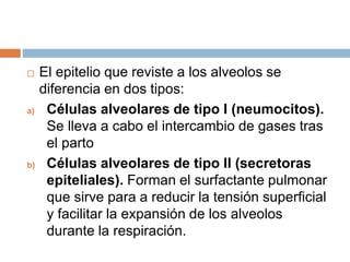  El epitelio que reviste a los alveolos se
diferencia en dos tipos:
a) Células alveolares de tipo I (neumocitos).
Se lleva a cabo el intercambio de gases tras
el parto
b) Células alveolares de tipo II (secretoras
epiteliales). Forman el surfactante pulmonar
que sirve para a reducir la tensión superficial
y facilitar la expansión de los alveolos
durante la respiración.
 