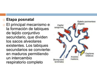  Etapa posnatal
 El principal mecanismo en
la formación de tabiques
de tejido conjuntivo
secundario, que dividen
los sacos alveolares
existentes. Los tabiques
secundarios se convierten
en maduros permitiendo
un intercambio
respiratorio completo
 