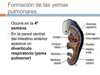 Formación de las yemas
pulmonares.
 Ocurre en la 4ª
semana.
 En la pared ventral
del intestino anterior
aparece un
divertículo
respiratorio (yema
pulmonar)
 