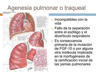 Agenesia pulmonar o traqueal
 Incompatibles con la
vida
 Fallo de la separación
entre el esófago y el
divertículo respiratorio
 Es consecuencia
primaria de la mutación
de FGF-10 o por alguna
otra molécula implicada
en la morfogénesis de
la ramificación inicial de
las yemas pulmonares
 