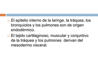  El epitelio interno de la laringe, la tráquea, los
bronquiolos y los pulmones son de origen
endodérmico.
 El tejido cartilaginoso, muscular y conjuntivo
de la tráquea y los pulmones derivan del
mesodermo visceral.
 