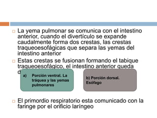  La yema pulmonar se comunica con el intestino
anterior, cuando el divertículo se expande
caudalmente forma dos crestas, las crestas
traqueoesofágicas que separa las yemas del
intestino anterior
 Estas crestas se fusionan formando el tabique
traqueoesofágico, el intestino anterior queda
dividido en:
 El primordio respiratorio esta comunicado con la
faringe por el orificio laríngeo
a) Porción ventral. La
tráquea y las yemas
pulmonares
b) Porción dorsal.
Esófago
 