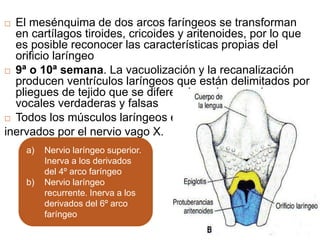  El mesénquima de dos arcos faríngeos se transforman
en cartílagos tiroides, cricoides y aritenoides, por lo que
es posible reconocer las características propias del
orificio laríngeo
 9ª o 10ª semana. La vacuolización y la recanalización
producen ventrículos laríngeos que están delimitados por
pliegues de tejido que se diferencia en las cuerdas
vocales verdaderas y falsas
 Todos los músculos laríngeos están
inervados por el nervio vago X.
a) Nervio laríngeo superior.
Inerva a los derivados
del 4º arco faríngeo
b) Nervio laríngeo
recurrente. Inerva a los
derivados del 6º arco
faríngeo
 