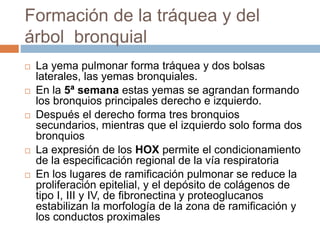 Formación de la tráquea y del
árbol bronquial
 La yema pulmonar forma tráquea y dos bolsas
laterales, las yemas bronquiales.
 En la 5ª semana estas yemas se agrandan formando
los bronquios principales derecho e izquierdo.
 Después el derecho forma tres bronquios
secundarios, mientras que el izquierdo solo forma dos
bronquios
 La expresión de los HOX permite el condicionamiento
de la especificación regional de la vía respiratoria
 En los lugares de ramificación pulmonar se reduce la
proliferación epitelial, y el depósito de colágenos de
tipo I, III y IV, de fibronectina y proteoglucanos
estabilizan la morfología de la zona de ramificación y
los conductos proximales
 
