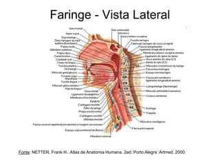 Faringe - Vista Lateral
Fonte: NETTER, Frank H.. Atlas de Anatomia Humana. 2ed. Porto Alegre: Artmed, 2000.
 
