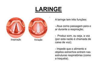 LARINGE
A laringe tem três funções:
- Atua como passagem para o
ar durante a respiração;
- Produz som, ou seja, a voz
(por esta razão é chamada de
caixa de voz);
- Impede que o alimento e
objetos estranhos entrem nas
estruturas respiratórias (como
a traquéia).
 