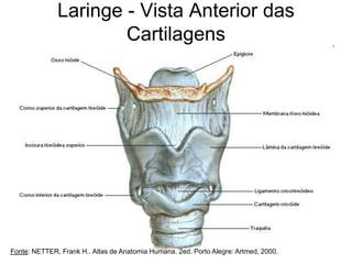 Laringe - Vista Anterior das
Cartilagens
Fonte: NETTER, Frank H.. Atlas de Anatomia Humana. 2ed. Porto Alegre: Artmed, 2000.
 