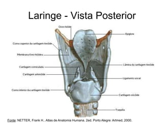 Laringe - Vista Posterior
Fonte: NETTER, Frank H.. Atlas de Anatomia Humana. 2ed. Porto Alegre: Artmed, 2000.
 