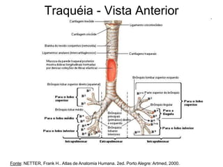Traquéia - Vista Anterior
Fonte: NETTER, Frank H.. Atlas de Anatomia Humana. 2ed. Porto Alegre: Artmed, 2000.
 