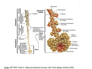 Fonte: NETTER, Frank H.. Atlas de Anatomia Humana. 2ed. Porto Alegre: Artmed, 2000.
 