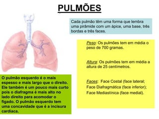 PULMÕES
O pulmão esquerdo é o mais
espesso e mais largo que o direito.
Ele também é um pouco mais curto
pois o diafragma é mais alto no
lado direito para acomodar o
fígado. O pulmão esquerdo tem
uma concavidade que é a incisura
cardíaca.
Cada pulmão têm uma forma que lembra
uma pirâmide com um ápice, uma base, três
bordas e três faces.
Peso: Os pulmões tem em média o
peso de 700 gramas.
Altura: Os pulmões tem em média a
altura de 25 centímetros.
Faces: Face Costal (face lateral;
Face Diafragmática (face inferior);
Face Mediastínica (face medial).
 