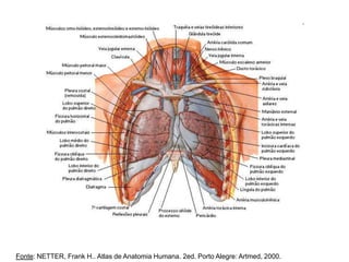 Fonte: NETTER, Frank H.. Atlas de Anatomia Humana. 2ed. Porto Alegre: Artmed, 2000.
 