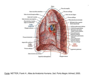 Fonte: NETTER, Frank H.. Atlas de Anatomia Humana. 2ed. Porto Alegre: Artmed, 2000.
 
