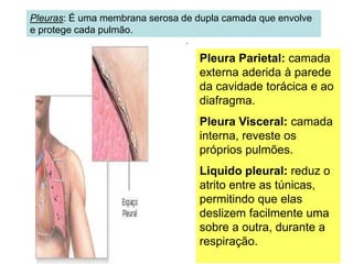 Pleura Parietal: camada
externa aderida à parede
da cavidade torácica e ao
diafragma.
Pleura Visceral: camada
interna, reveste os
próprios pulmões.
Liquido pleural: reduz o
atrito entre as túnicas,
permitindo que elas
deslizem facilmente uma
sobre a outra, durante a
respiração.
Pleuras: É uma membrana serosa de dupla camada que envolve
e protege cada pulmão.
 
