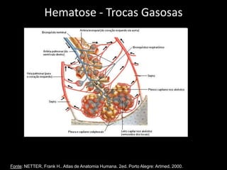 Hematose - Trocas Gasosas
Fonte: NETTER, Frank H.. Atlas de Anatomia Humana. 2ed. Porto Alegre: Artmed, 2000.
 