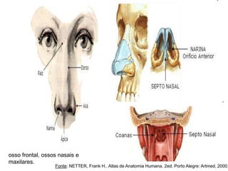 osso frontal, ossos nasais e
maxilares.
Fonte: NETTER, Frank H.. Atlas de Anatomia Humana. 2ed. Porto Alegre: Artmed, 2000.
 
