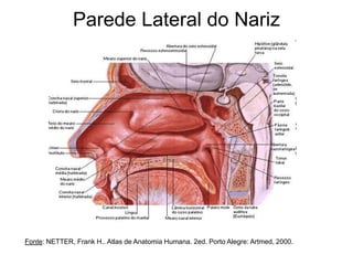 Parede Lateral do Nariz
Fonte: NETTER, Frank H.. Atlas de Anatomia Humana. 2ed. Porto Alegre: Artmed, 2000.
 