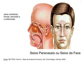 Seios Paranasais ou Seios da Face
seios maxilares,
frontal, etmoidal e
o esfenoidal.
Fonte: NETTER, Frank H.. Atlas de Anatomia Humana. 2ed. Porto Alegre: Artmed, 2000.
 