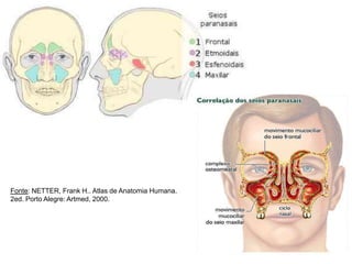 Fonte: NETTER, Frank H.. Atlas de Anatomia Humana.
2ed. Porto Alegre: Artmed, 2000.
 