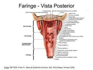Faringe - Vista Posterior
Fonte: NETTER, Frank H.. Atlas de Anatomia Humana. 2ed. Porto Alegre: Artmed, 2000.
 