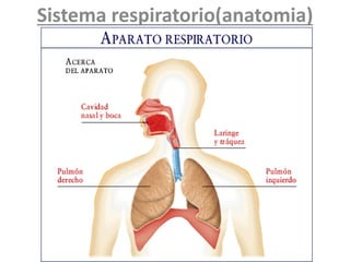 Sistema respiratorio(anatomia)
 