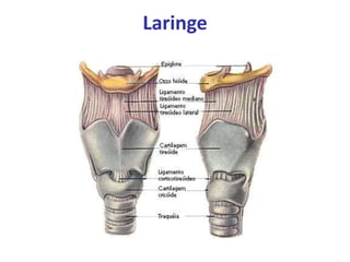 Laringe
 