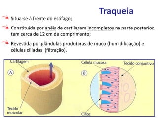 Ciências Naturais – 8º ano
Traqueia
Situa-se à frente do esófago;
Constituída por anéis de cartilagem incompletos na parte posterior,
tem cerca de 12 cm de comprimento;
Revestida por glândulas produtoras de muco (humidificação) e
células ciliadas (filtração).
 