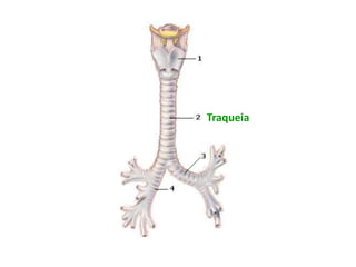 Traqueia
 
