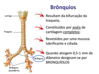Brônquios
Resultam da bifurcação da
traqueia;
Constituídos por anéis de
cartilagem completos;
Revestidos por uma mucosa
lubrificante e ciliada.
Quando atingem 0,5-1 mm de
diâmetro designam-se por
BRONQUÍOLOS
 