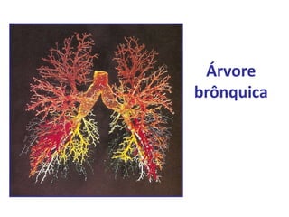 Árvore
brônquica
 