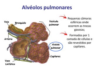 Alvéolos pulmonares
Pequenas câmaras
esféricas onde
ocorrem as trocas
gasosas;
Formados por 1
camada de células e
são revestidos por
capilares.
 