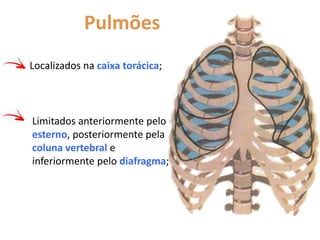 Pulmões
Localizados na caixa torácica;
Limitados anteriormente pelo
esterno, posteriormente pela
coluna vertebral e
inferiormente pelo diafragma;
 