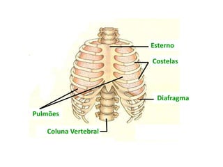 Esterno
Costelas
Pulmões
Diafragma
Coluna Vertebral
Esterno
Costelas
Pulmões
Diafragma
Coluna Vertebral
 
