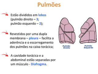Pulmões
Estão divididos em lobos
(pulmão direito – 3;
pulmão esquerdo – 2);
Revestidos por uma dupla
membrana – pleura – facilita a
aderência e o escorregamento
dos pulmões na caixa torácica;
A cavidade torácica e a
abdominal estão separadas por
um músculo - Diafragma.
 