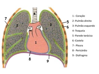 1
3
2
4
1 - Coração
2 -Pulmão direito
3 -Pulmão esquerdo
4 -Traqueia
5 -Parede torácica
6 -Costela
7 - Pleura
8 - Pericárdio
9 - Diafragma
 